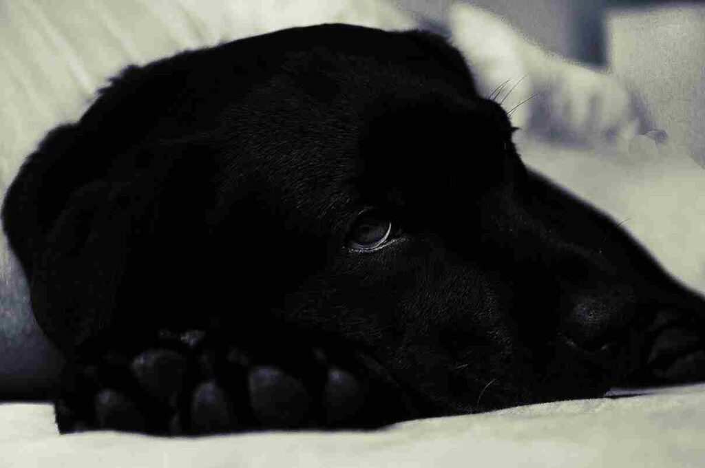 un chien de race Labrador malade utilisant le vermifuge Milbactor pour chien avec des effets secondaires sur ce dernier